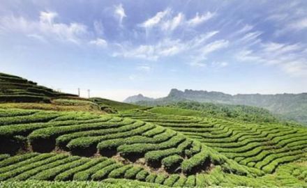 黄山茶叶