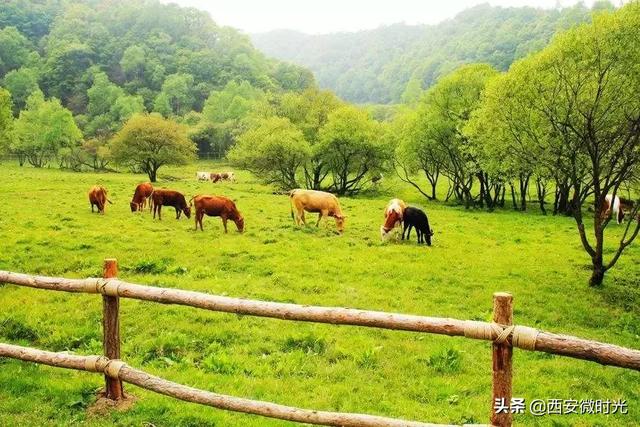周末去哪看油菜花陕西(骑马赏花觅美食)