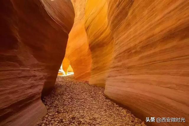 周末去哪看油菜花陕西(骑马赏花觅美食)