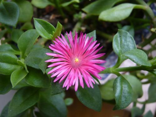 简单好用的吊兰(这种吊兰不仅能看还能吃)