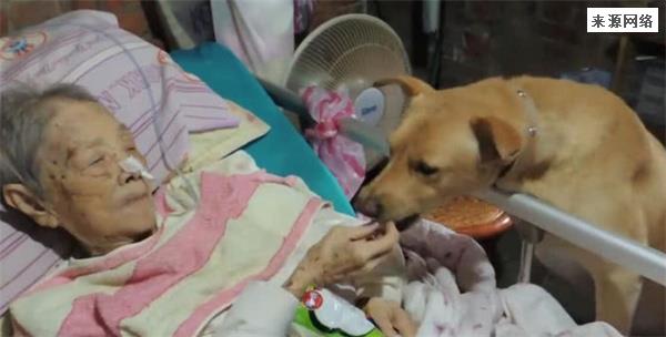 91岁爷爷去世,狗狗流泪在门外等侯