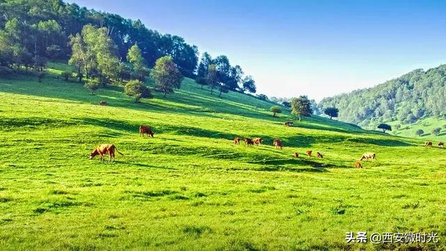 周末去哪看油菜花陕西(骑马赏花觅美食)