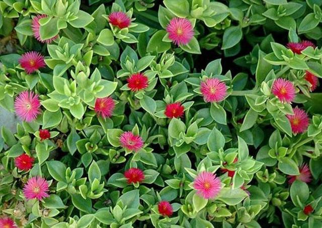 简单好用的吊兰(这种吊兰不仅能看还能吃)