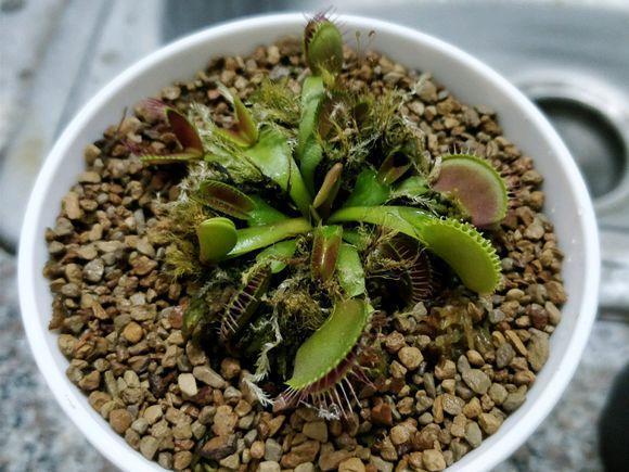 捕蝇草都吃什么呀(被花友玩坏的捕蝇草)