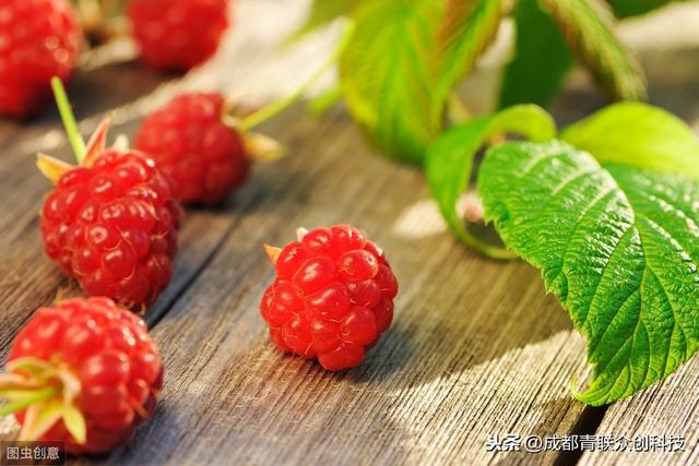 覆盆子是什么植物的根(一种蔷薇科植物)