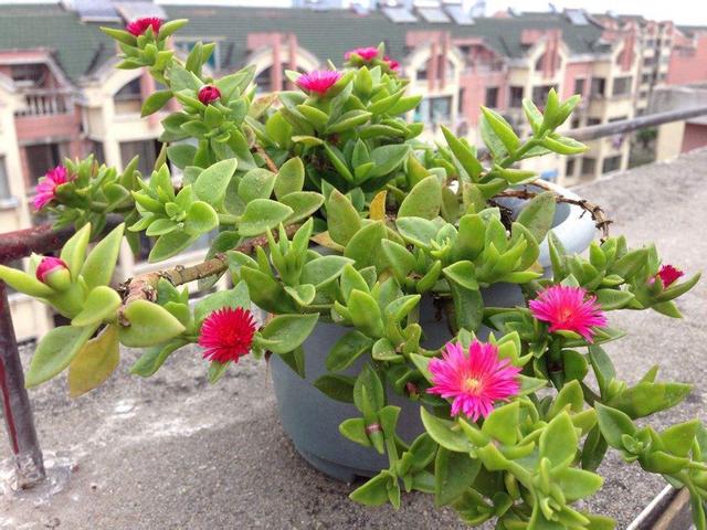 简单好用的吊兰(这种吊兰不仅能看还能吃)