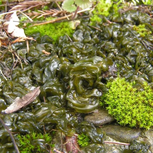 山里有什么植物可以吃（农村一种打雷才有的植物）