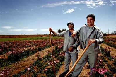 纽崔莱巴西农场 纽崔莱巴西农场