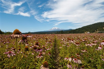 纽崔莱鲑鱼湖农场 纽崔莱鲑鱼湖农场