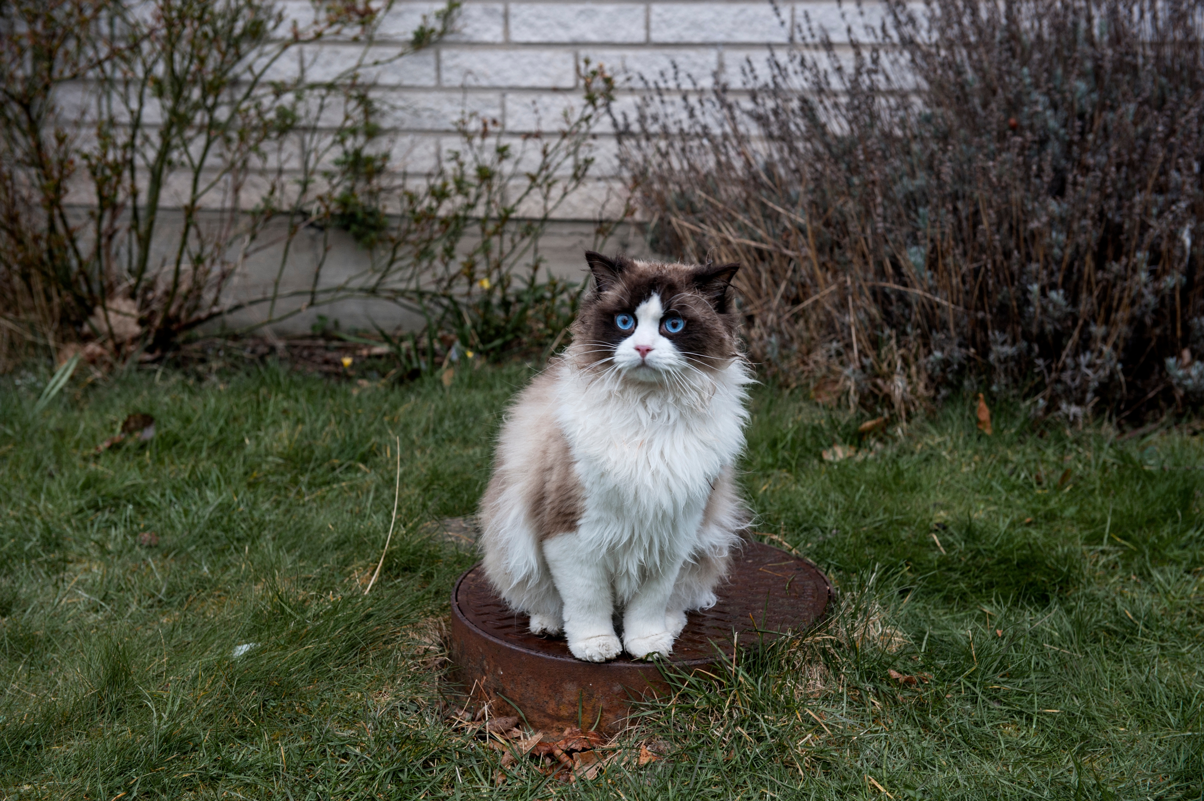 一个叫欧维的男人决定去死(2015)的剧照 一个叫欧维的男人决定去死(2015)的剧照