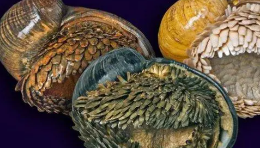 【冷知识】火山蜗牛的壳是由硫化铁制成的