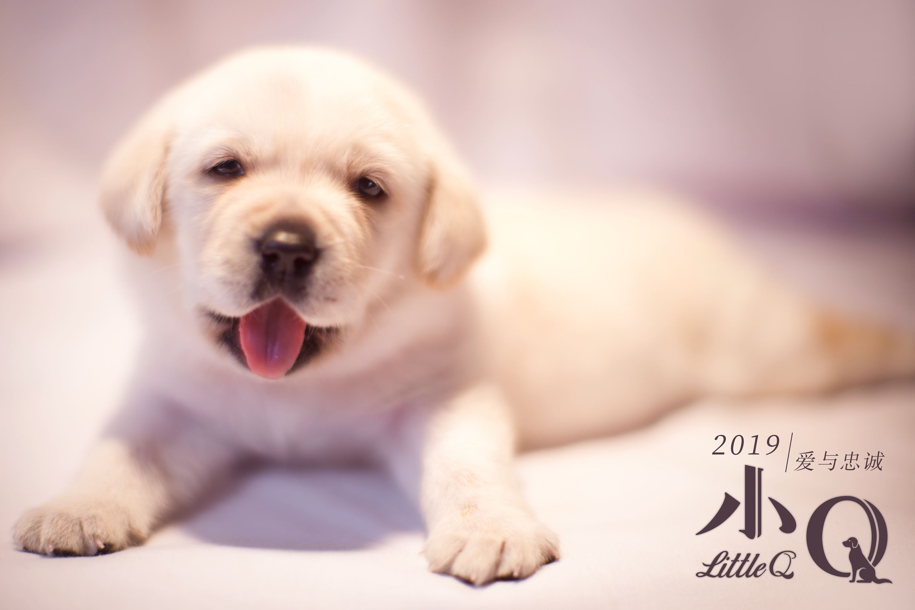 小Q
(2019)的剧照 小Q
(2019)的剧照