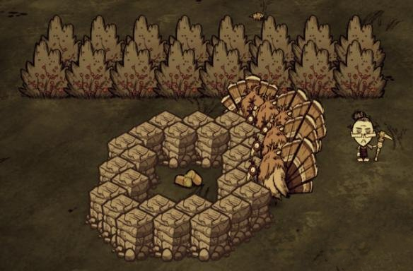 《饥荒联机版》巧抓火鸡方法介绍