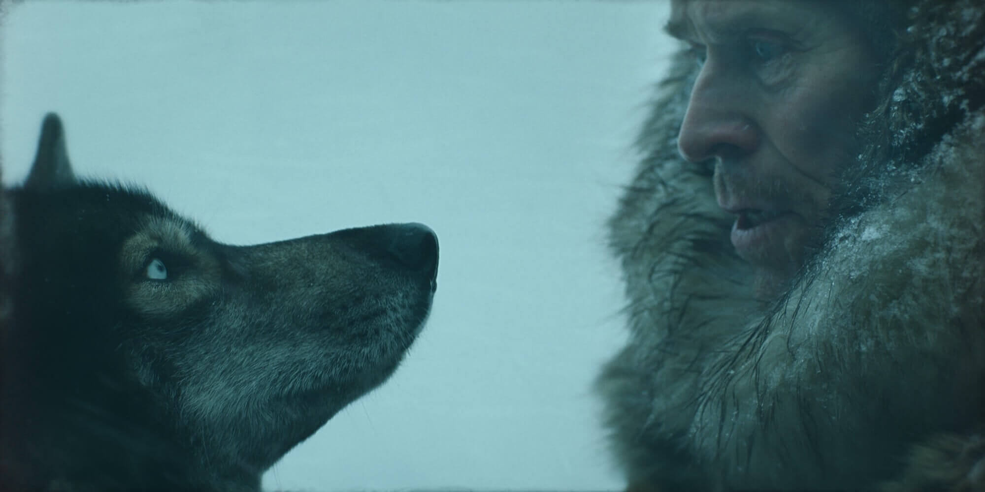 多哥(2019)的剧照 多哥(2019)的剧照