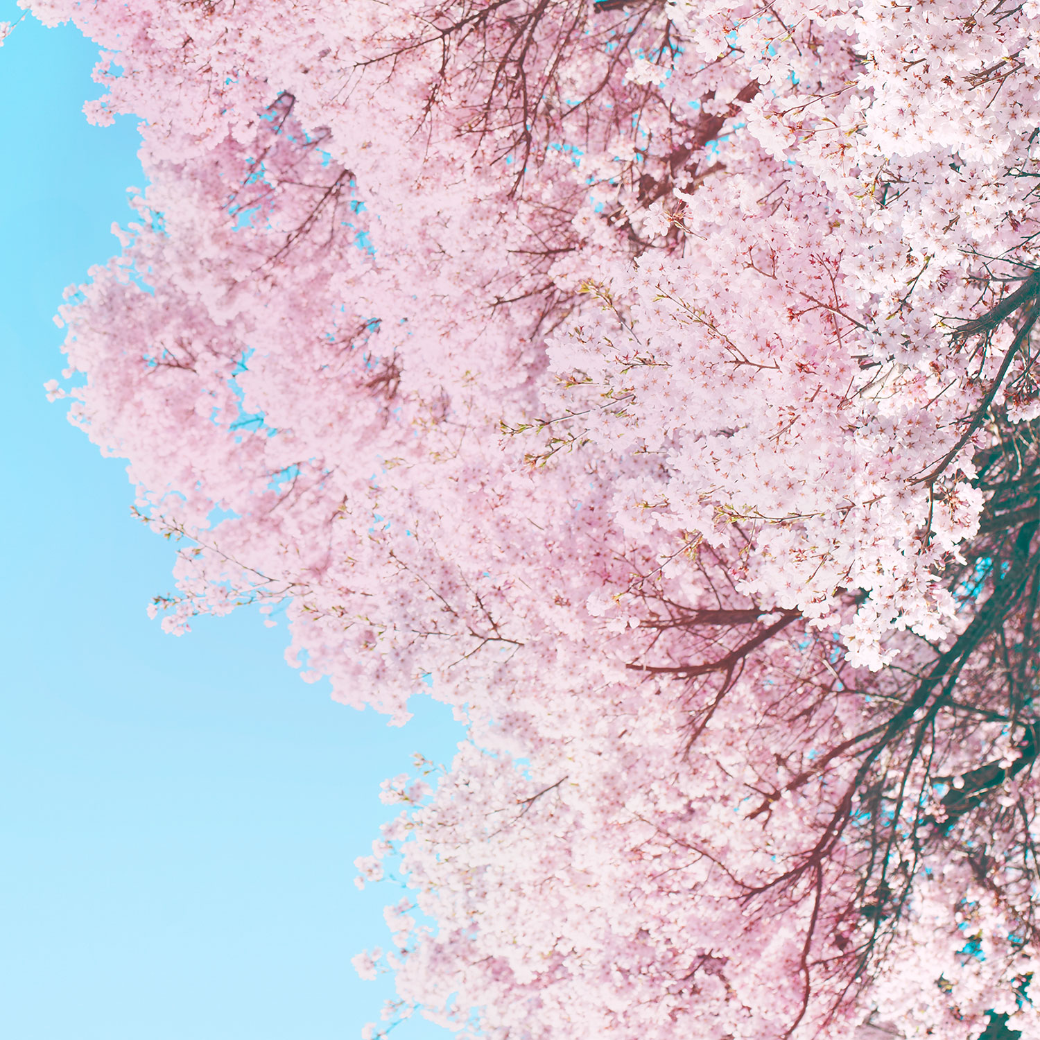 小森林(2015)的剧照 小森林(2015)的剧照