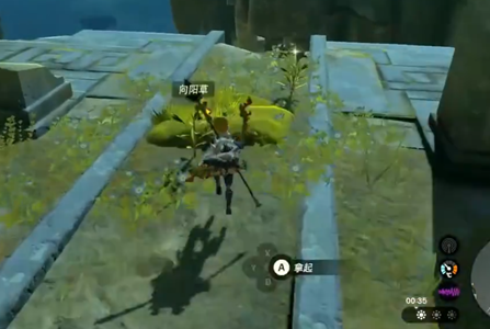 《塞尔达传说：王国之泪》向阳草怎么获得