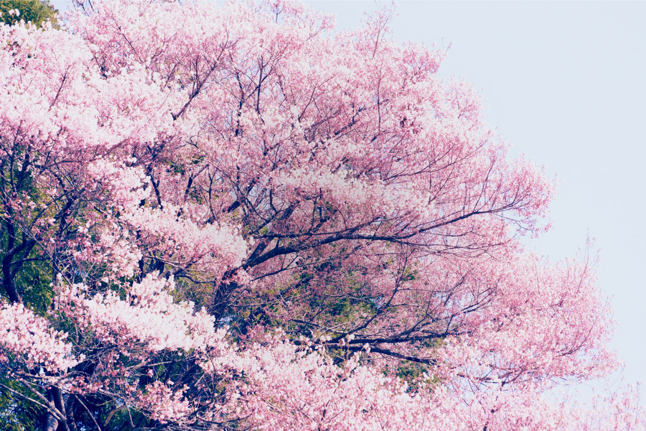 小森林(2015)的剧照 小森林(2015)的剧照