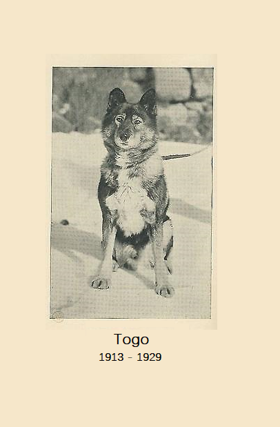 多哥(2019)的剧照 多哥(2019)的剧照