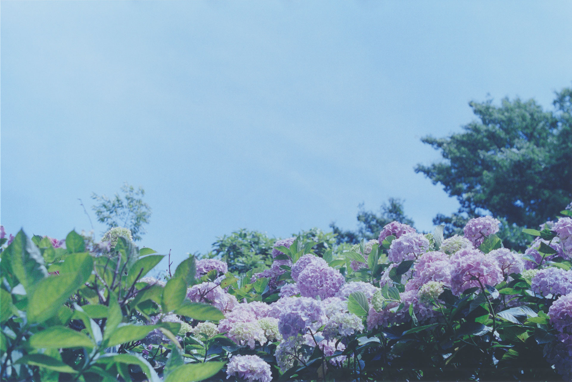 海街日记(2015)的剧照 海街日记(2015)的剧照