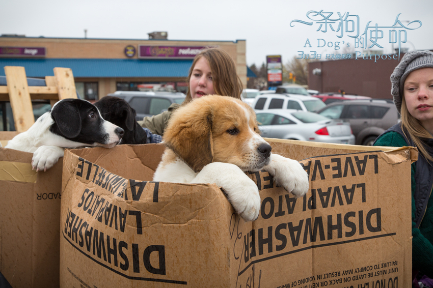 一条狗的使命(2017)的剧照 一条狗的使命(2017)的剧照
