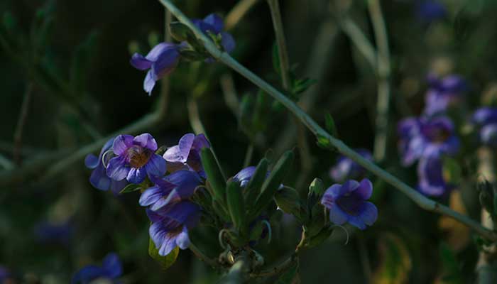 非洲紫罗兰的养殖方法和注意事项 非洲紫罗兰的养殖方法