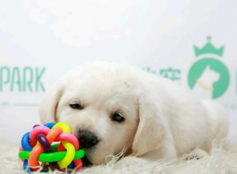 58心宠何铠圻:宠物活体市场的破局关键点在哪里? 58心宠何铠圻:宠物活体市场的破局关键点在哪里?