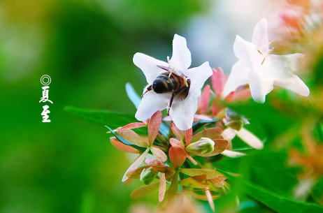2023年夏至过了是不是开始凉快了2