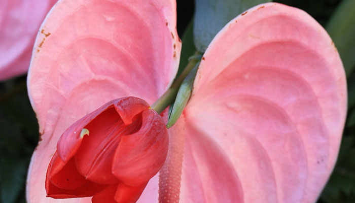 粉掌的养殖方法和注意事项 粉掌的养殖方法