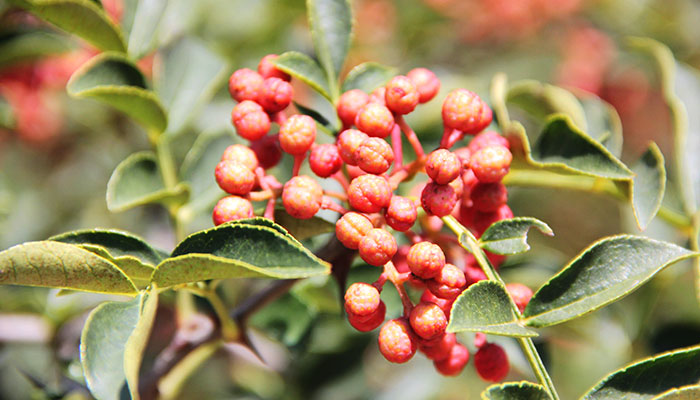 花椒树怎么修剪 花椒树的修剪方法