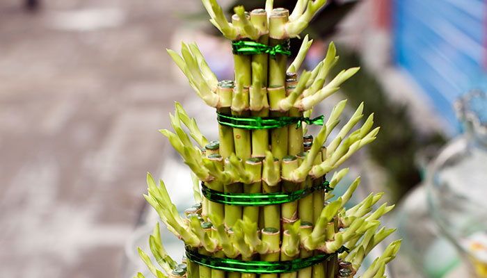 富贵竹怎么修剪 富贵竹的修剪方法