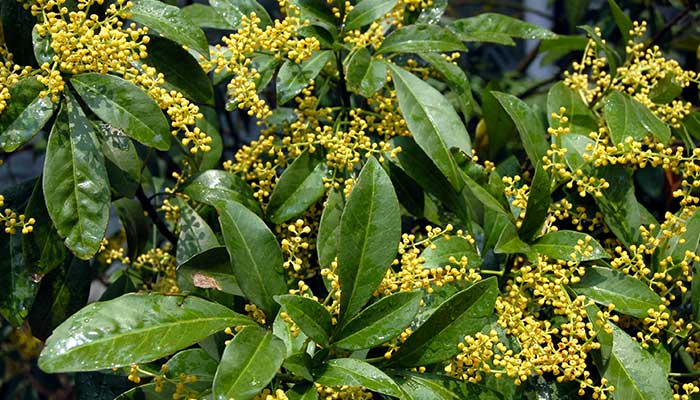 水培的花有哪些 有哪些水培的花