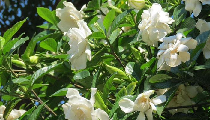 盆栽栀子花的养殖方法和注意事项 盆栽栀子花的养殖方法和注意事项有哪些