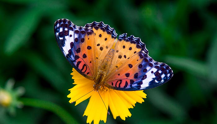 枯叶蝶1.jpg 枯叶蝶1.jpg