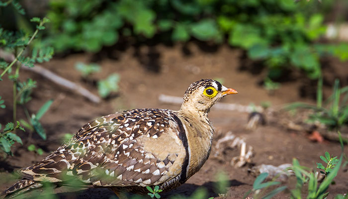 沙鸡3.jpg 沙鸡3.jpg