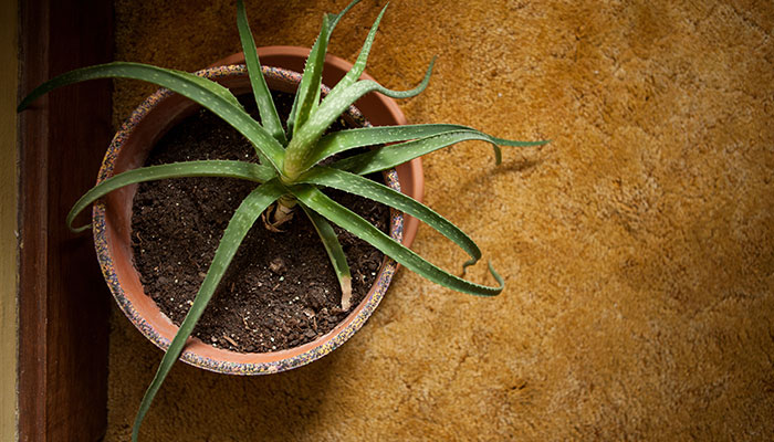 芦荟施什么肥 芦荟怎么施肥