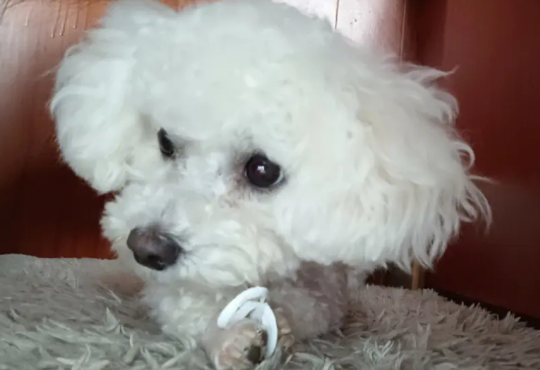 4个月的比熊应该长什么样?看完你就明白了 4个月的比熊应该长什么样?看完你就明白了