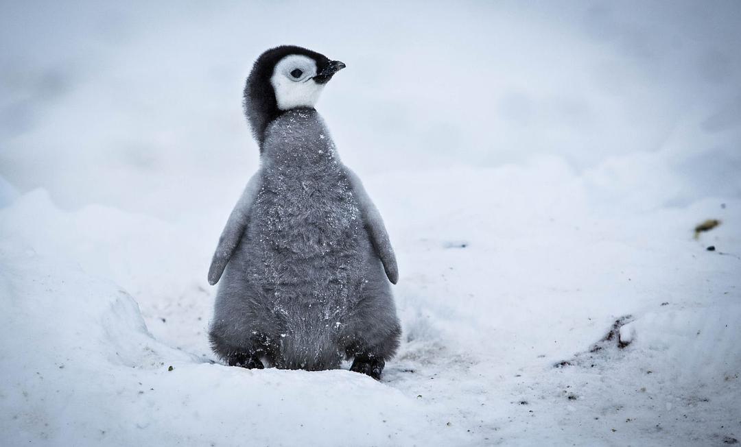 帝企鹅宝宝的生命轮回之旅(2015)的剧照 帝企鹅宝宝的生命轮回之旅(2015)的剧照