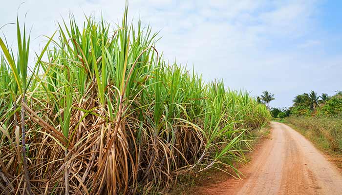 甘蔗7.jpg 甘蔗7.jpg