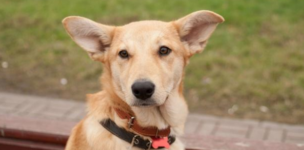 6种狗项圈介绍!以及3个让狗狗习惯戴项圈的方法 6种狗项圈介绍!以及3个让狗狗习惯戴项圈的方法