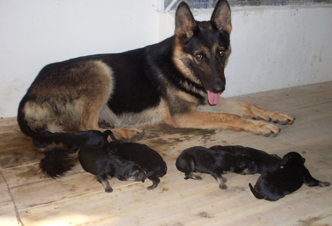 3个月德牧幼犬喂养技巧分享，快来掌握一下~