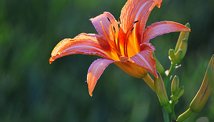 忘忧草花语 忘忧草花语是什么