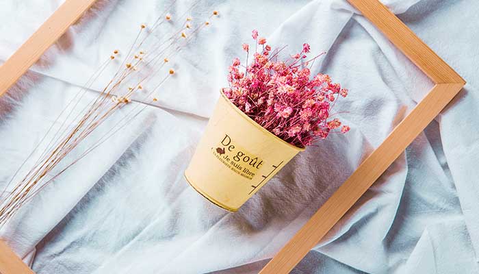 满天星怎么修剪 满天星的修剪方法