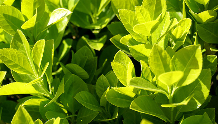 冬青施什么肥 冬青怎么施肥