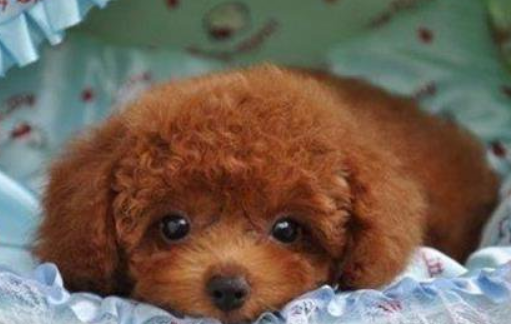 4至5个月泰迪犬驯养?怎样训练四个月小泰迪 4至5个月泰迪犬驯养?怎样训练四个月小泰迪