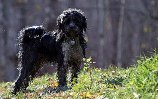 7种不容易掉毛的大型犬,皮肤过敏人员最喜欢 7种不容易掉毛的大型犬,皮肤过敏人员最喜欢