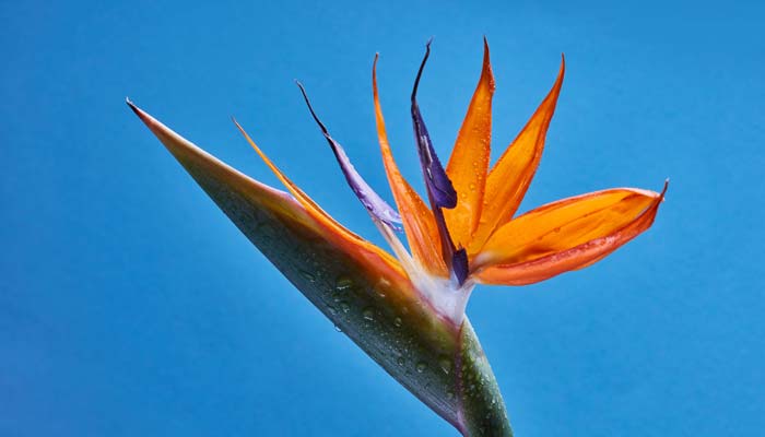 天堂鸟怎么修剪 天堂鸟的修剪方法