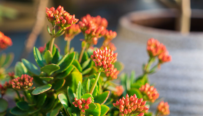 长寿花施什么肥 长寿花怎么施肥