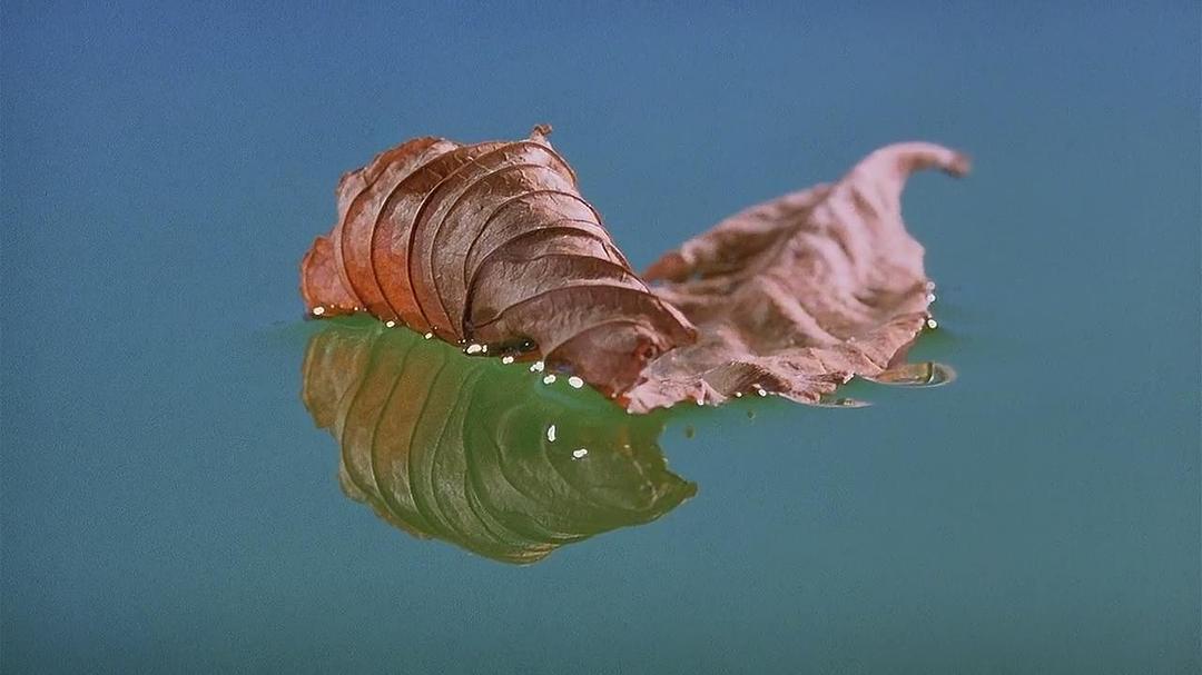 微观世界(1996)的剧照 微观世界(1996)的剧照