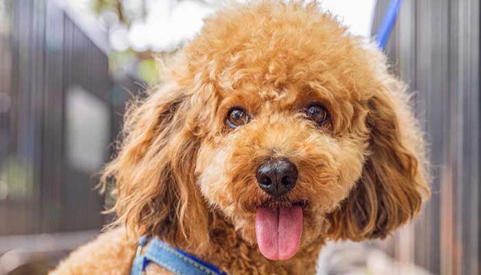 伴侣犬什么意思