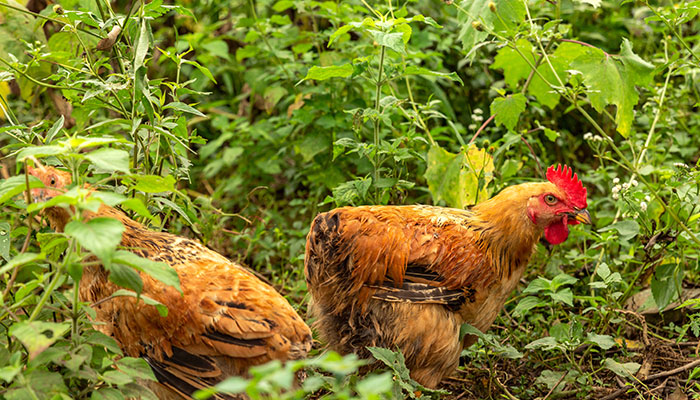 野鸡2.jpg 野鸡2.jpg